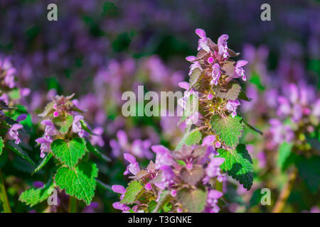 Fiori Lamium maculatum noto anche come spotted morti di ortica, pezzata henbit e Purple Dragon. Foto Stock