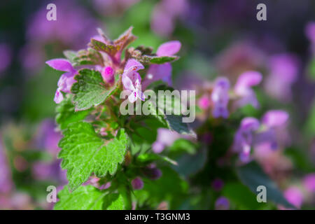 Fiori Lamium maculatum noto anche come spotted morti di ortica, pezzata henbit e Purple Dragon. Foto Stock