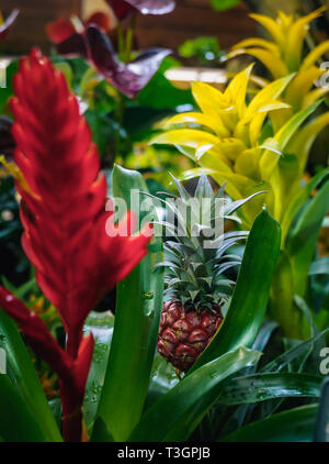 In prossimità di un piccolo rosso ananas cresce su una pianta di ananas. Nana crescente ananas nella foresta pluviale. Foto Stock