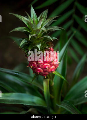 In prossimità di un piccolo rosso ananas cresce su una pianta di ananas. Nana crescente ananas nella foresta pluviale. Foto Stock