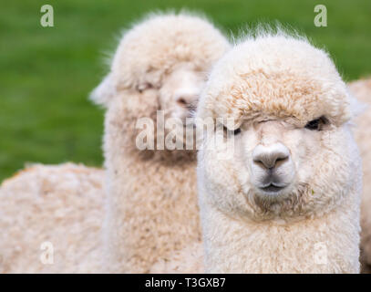 Due alpaca, Vicugna pacos in campo in Fattoria Longthorns, Wareham, Dorset Regno Unito in aprile - alpaca Foto Stock