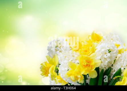 Giacinto e narcisi fiori oltre il giardino verde con uno sfondo con spazio di copia Foto Stock