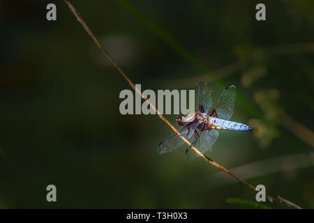 Ampia corposo Chaser (Libellula depressa) sorge nei pressi di un laghetto Foto Stock