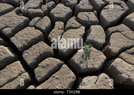 Nuovo germoglio delle piante in secco argilla incrinato il fango essiccato fino al lago letto / riverbed causato da una prolungata siccità in estate in clima caldo temperature Foto Stock