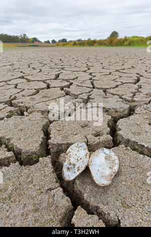 Aprire le cozze swan (Anodonta cygnea) i serbatoi a secco di argilla incrinato il fango essiccato fino al lago letto / riverbed causato da una prolungata siccità in estate in clima caldo Foto Stock