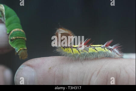 Un Morpho peleides caterpillar a Butterfly World in Stockton on Tees. Foto Stock