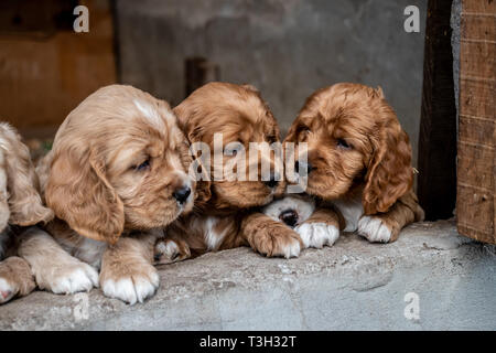 Assolutamente bellissima cocker spaniel cuccioli di circa tre settimane dal nostro home negli altopiani del Panama, Repubblica di Panama, America centrale. Foto Stock