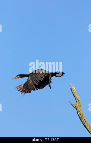 Cormorano phalacrocorax carbo sinensis / nero grande cormorano (Phalacrocorax carbo) prendendo il largo da albero morto in estate Foto Stock