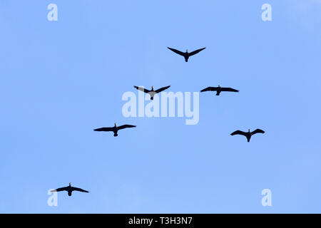 Cormorani / nero grande cormorano (Phalacrocorax carbo) gregge battenti in V-formazione contro il cielo blu Foto Stock