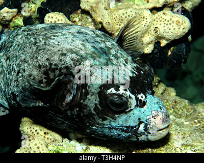 Puffer mascherato (arothron diadematus). Preso in Mar Rosso, Egitto. Foto Stock