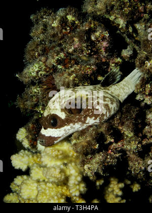 Puffer mascherato (arothron diadematus). Preso in Mar Rosso, Egitto. Foto Stock