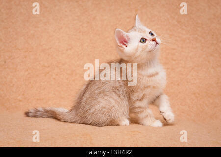 Un simpatico argento cioccolato British gattino con un naso Rosa si trova lateralmente nella parte anteriore della fotocamera e guarda in alto Foto Stock