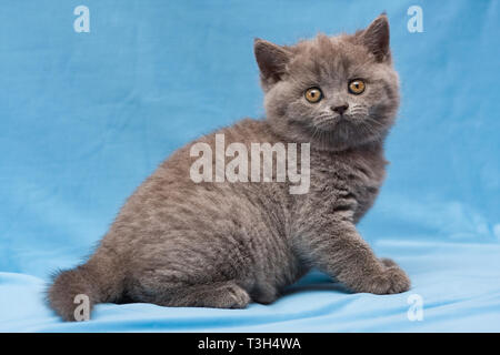 Funny blue British gattino seduto su uno sfondo blu e fissando la telecamera Foto Stock