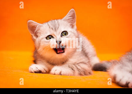 Grigio bianco British gattino meows giacenti su uno sfondo arancione e guarda lontano Foto Stock