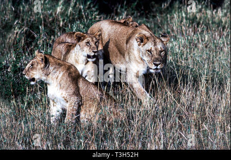 Leonessa con due cuccioli nel Masai Mara National Park.Kenya.l Africa orientale. Foto Stock