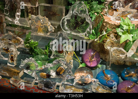 Negozio di souvenir con insetti coperto in vetro a Niagara Falls conservatory della farfalla store. Foto Stock