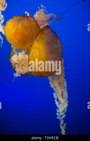 Mare Ortica Chrysaora Fuscescens jelly fish in Vancouver Aquarium Foto Stock