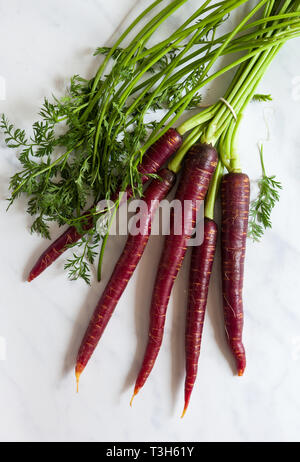 Fresche, grezzo organico carote viola Foto Stock