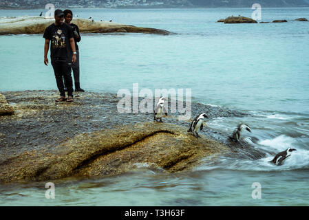 I turisti guarda i Penguins africani a Boulders Beach vicino alla città di Simons, Western Cape, Sud Africa Foto Stock