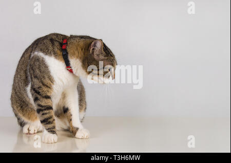 A piena lunghezza Ritratto di paura cute cat indossa un collare rosso cercando riposo oltre il muro grigio Sfondo con copia spazio. Arrabbiato gattino divertente emozione. Foto Stock