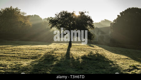 Tarda serata estiva sun, Adlestrop. Il sole basso dietro ad un albero di mele crea un bellissimo effetto di illuminazione. Foto Stock