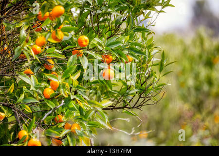 Vista ravvicinata di un albero di mandarino con freschi Mandarini appesi i suoi rami. Foto Stock