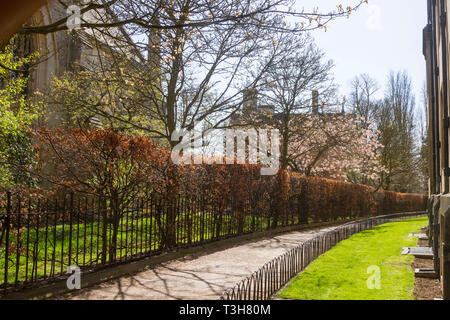 Grove a piedi tra Merton College e il Corpus Christi College di Oxford Foto Stock