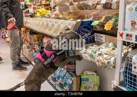 Exmouth, Devon, Regno Unito, Aprile 6, 2019: una fossa bull​ tipo di cane in un pet food store jam-packed con il cibo per cani, fiutando fuori a trattare, mentre il proprietario paga Foto Stock