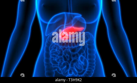 Pancreas umano anatomia Foto Stock