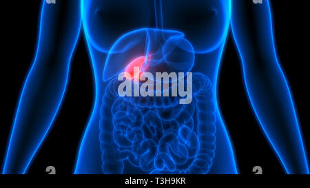 Umano gli organi interni anatomia della cistifellea Foto Stock