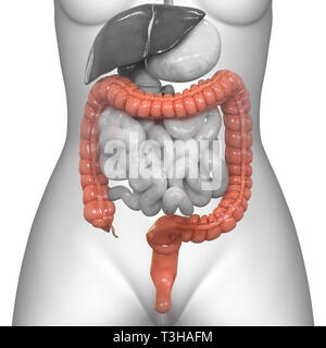 Apparato Digestivo umano grande intestino anatomia Foto Stock
