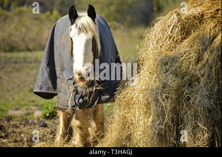 Cavallo in campo indossando cappotto di mangiare il fieno sulla soleggiata giornata di primavera Foto Stock