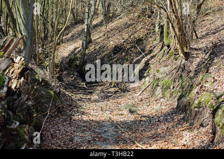 Un asciugare fossa nella foresta di ex abbazia Chorin Foto Stock