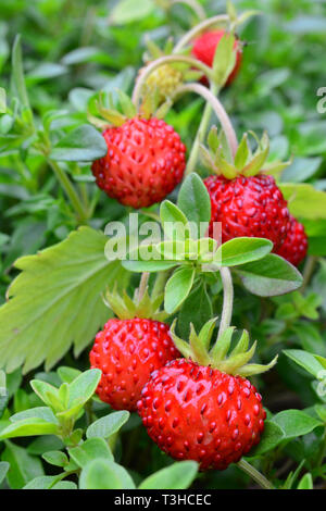 Il personale aromatici, mazzo di fragole selvatiche cresciute in wild tyme, vista ravvicinata Foto Stock