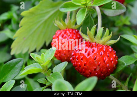 Il personale aromatici, coppia di fragole selvatiche cresciute in wild tyme, macro shot Foto Stock