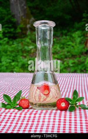 Fatta in Casa grappa aromatizzata con fresche fragole selvatiche e timo selvatico in un bicchiere piccolo su rosso e bianco tovaglia, vista laterale Foto Stock