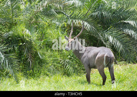 Maschio (waterbuck Kobus ellipsiprymnus), Amboseli National Park, Kenya Foto Stock