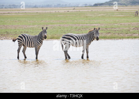 Due comuni o pianure, zebre (Equus quagga) paddling attraverso un lago poco profondo nel Parco Nazionale della Sierra Nevada, Spagna Foto Stock