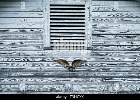 Il peeling la vernice e la grana di legno fare un interessante pattern su una casa vuota. Foto Stock