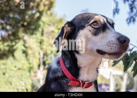 Carino in bianco e nero alla ricerca del cane da qualche parte. Buona ricerca ritratto di cane. Foto Stock