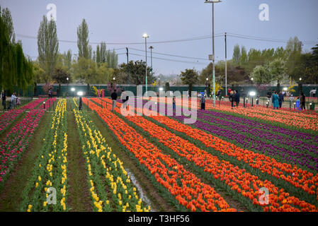 I turisti visto godendo di fioritura tulipani presso la famosa Indira Gandhi Memorial Tulip garden, Asia il più grande giardino di tulipani, in Srinagar capitale estiva del Jammu e Kashmir. È il più grande giardino di tulipani in Asia si sviluppa su una superficie di 30 ettari. Esso si trova a Siraj Bagh sulla foothill di Zabarwan gamma. È una delle attrazione turistiche Luogo a Srinagar. Foto Stock