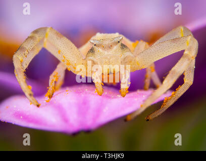 Piccolo giallo Tomisidae Onostus spider passeggiate a piedi e in posa su di un fiore rosa Foto Stock