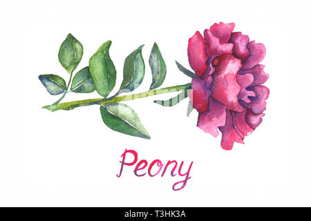 Peonia fiore viola, isolato su bianco dipinto a mano illustrazione ad acquerello con iscrizione Foto Stock