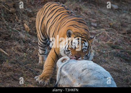 Immagine del problema di conservazione di una posizione dominante di tigre maschio ucciso un animale domestico vacca a zona di buffer del Parco nazionale di Ranthambore, India Foto Stock