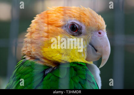 Ritratto di rara parrot. Mostra di espressione e di contatto con gli occhi. Foto Stock