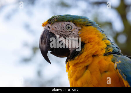 Ritratto di rara parrot. Mostra di espressione e di contatto con gli occhi. Foto Stock