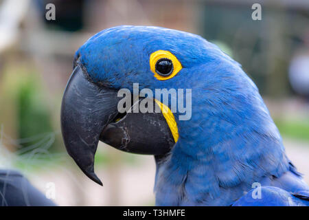 Ritratto di rara parrot. Mostra di espressione e di contatto con gli occhi. Foto Stock