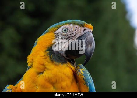 Ritratto di rara parrot. Mostra di espressione e di contatto con gli occhi. Foto Stock