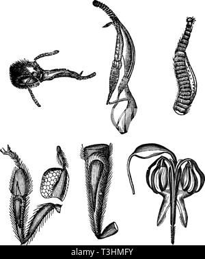 Antico disegno vettoriale o incisione di grunge vintage illustrazione di bee anatomia parti del corpo.illustrazione dal libro Neuester Illustrierter Bienenfreund, stampato in Leipzig, Germania 1852. Illustrazione Vettoriale