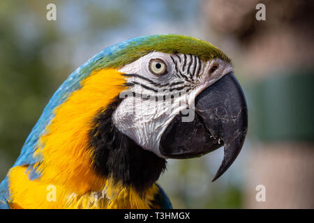 Ritratto di rara parrot. Mostra di espressione e di contatto con gli occhi. Foto Stock